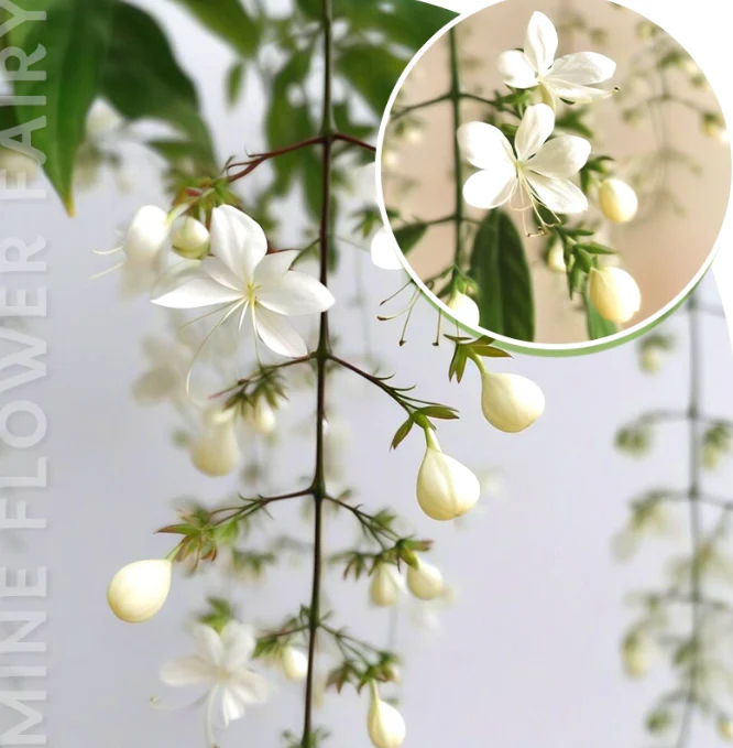 MidnightJasmine—Transform Your Home Into A Scented Sanctuary + 50% OFF - Image 11