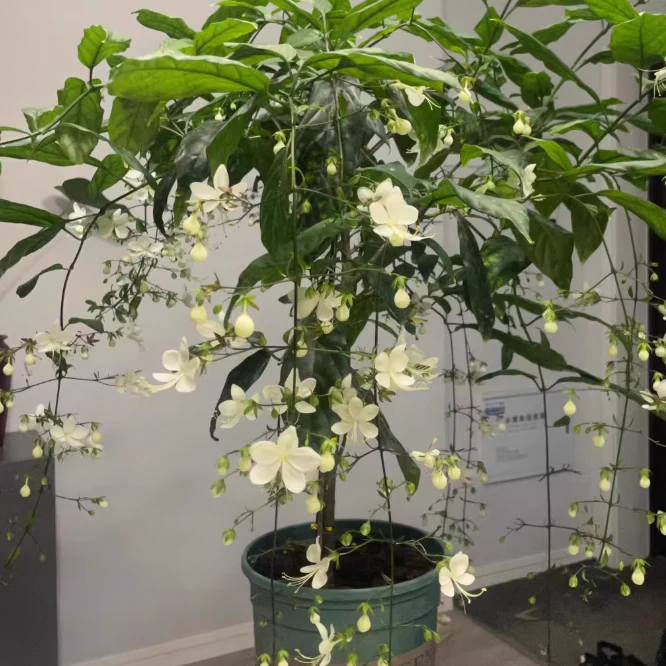 MidnightJasmine—Transform Your Home Into A Scented Sanctuary + 50% OFF - Image 12