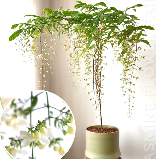 MidnightJasmine—Transform Your Home Into A Scented Sanctuary + 50% OFF - Image 3