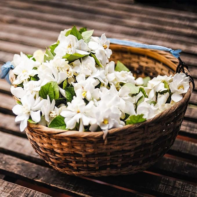 MidnightJasmine—Transform Your Home Into A Scented Sanctuary + 50% OFF - Image 6