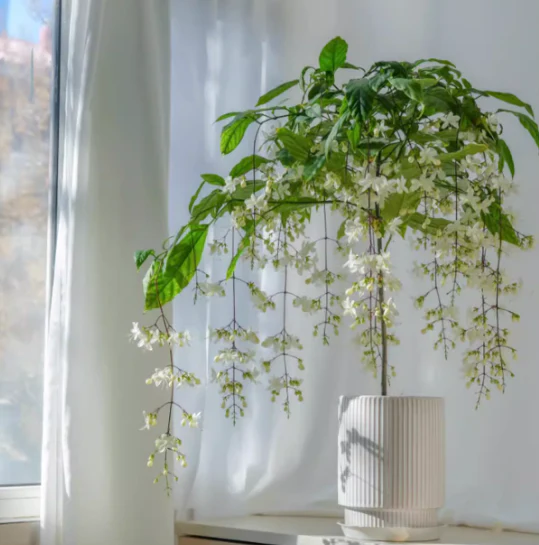MidnightJasmine—Transform Your Home Into A Scented Sanctuary + 50% OFF - Image 7