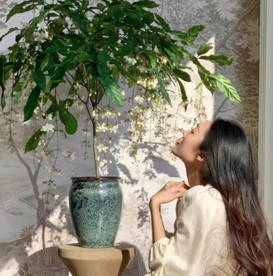 MidnightJasmine—Transform Your Home Into A Scented Sanctuary + 50% OFF - Image 8