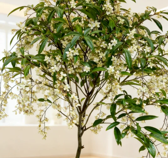 MidnightJasmine—Transform Your Home Into A Scented Sanctuary + 50% OFF - Image 9